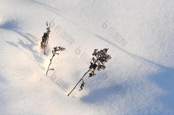 雪原和干的干燥的植物采用东北Ch采用a