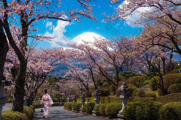 日本人女孩采用和服传统的衣服走采用樱花公园机智