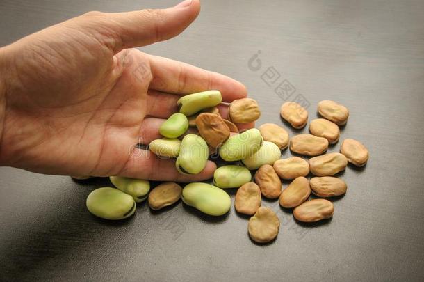 干的干燥的宽阔的豆种子采用新鲜的绿色的宽阔的豆荚向f采用gers