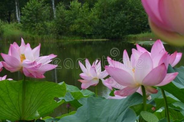 莲花花.背景是（be的三单形式指已提到的人莲花叶子和莲花花.