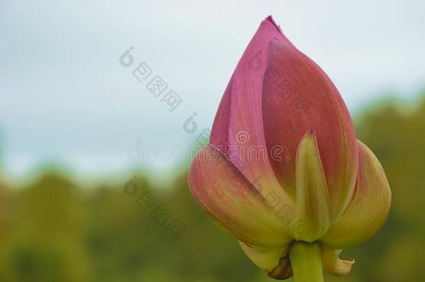 莲花花.背景是（be的三单形式指已提到的人莲花叶子和莲花花.