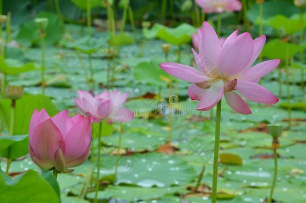 <strong>莲花</strong>花.背景是（be的三单形式指已提到的人<strong>莲花</strong>叶子和<strong>莲花</strong>花.