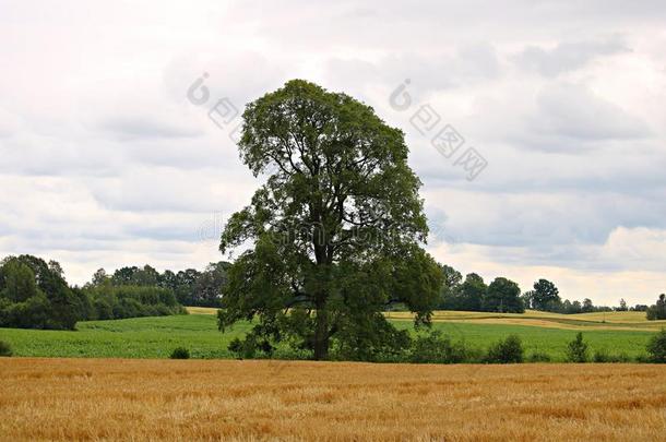孤单的树向绿色的field孤单的ly大大地栎树树和宽的树枝