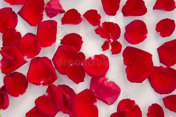 美丽的红色的玫瑰花瓣顶看法
