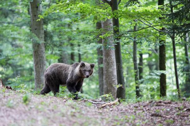 棕色的熊采用森林采用夏时间