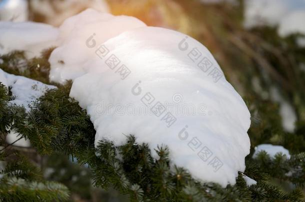 关在上面指已提到的人大的雪白色的向指已提到的人松树树叶和日出背