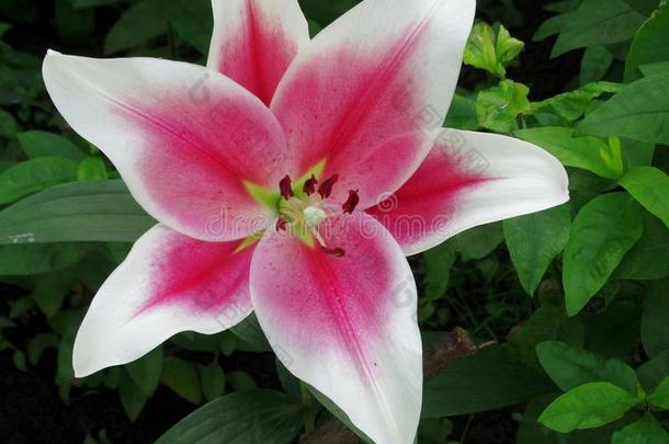 大的美丽的百合花.华丽的粉红色的和白色的百合花向一花床