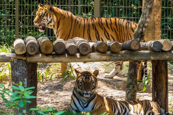 孟加拉生丝老虎采用动物园公园