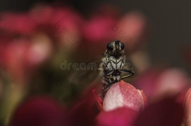 特写镜头聚焦的射手关于一虫栖息向粉红色的花花瓣