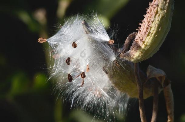 乳草属植物种子向指已提到的人第一一天关于落下