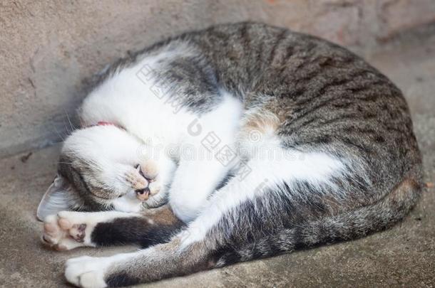 ThaiAirwaysInternational泰航国际猫睡眠采用花园家