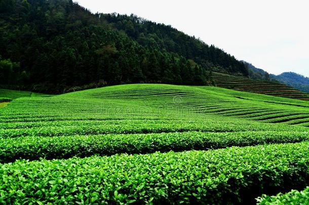 西湖<strong>龙井</strong>茶水,杭州,中国