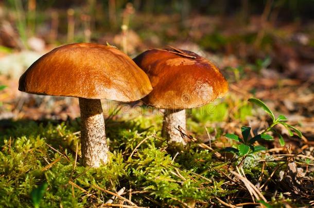 两个美丽的可以吃的蘑菇向绿色的苔藓背景种植采用