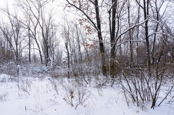 冬风景.下雪的树,使结冰霜,大的雪堆和雪花