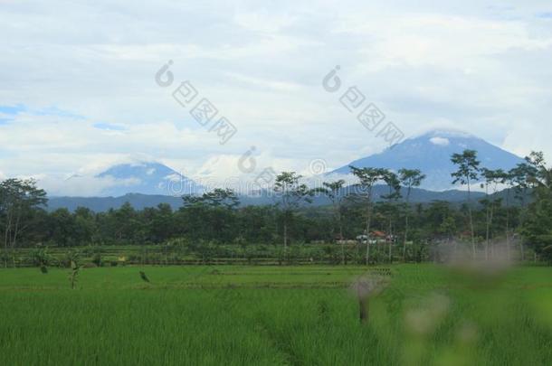 两个山和稻田
