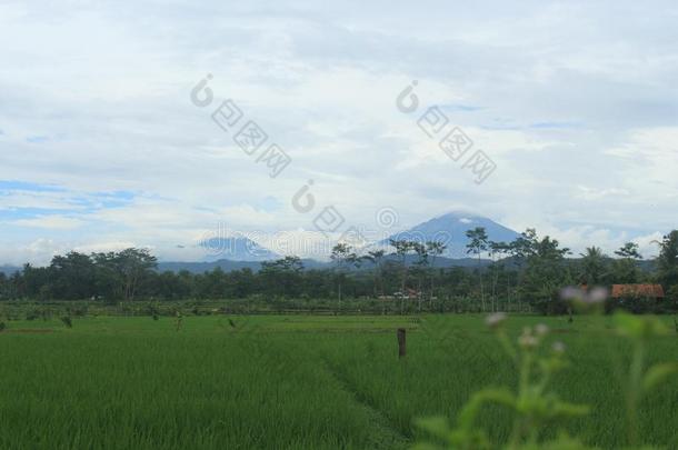 绿色的稻田和山