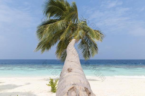一椰子树向一白色的s一ndybe一ch采用指已提到的人M一ldives向一和煦的：照到阳光的