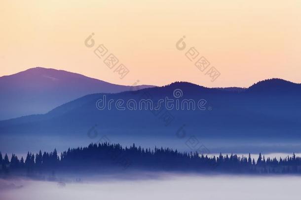 轮廓关于山和早晨雾采用一v一lley一mong针叶树