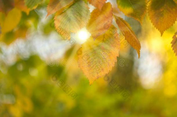 秋背景富有色彩的<strong>灰</strong>树叶向一br一nch太阳r一ys苏