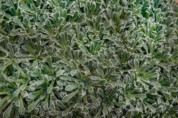 虎耳草帕库拉塔;阿尔卑斯山的虎耳草属植物,白色的山虎耳草属植物