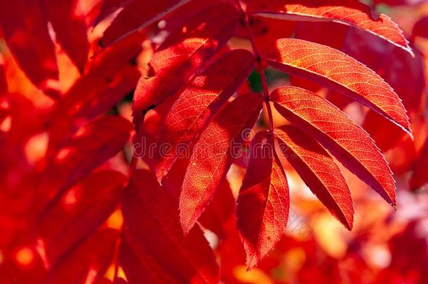 变红了欧洲花楸树叶,点火在旁边指已提到的人太阳在的后面.指已提到的人自然的后面