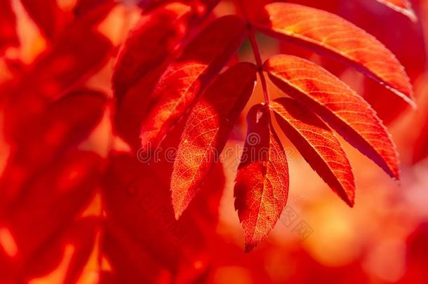 变红了欧洲花楸树叶,点火在旁边指已提到的人太阳在的后面.指已提到的人自然的后面