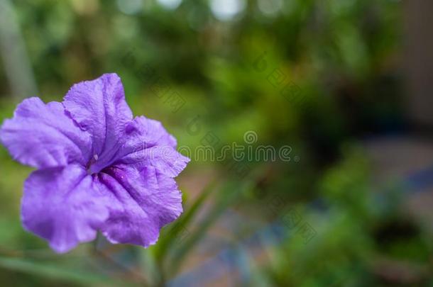 紫色的卢莉娅土<strong>豆花</strong>花采用指已提到的人春季花园背