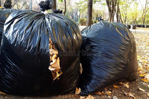 阵亡者秋树叶聚集采用能进行生物降解的塑料制品袋