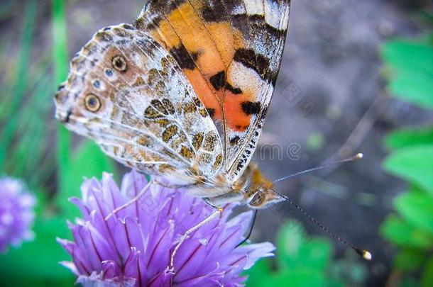 一美丽的巨大的棕色的蝴蝶是（be的三单形式演奏向指已提到的人紫色的花
