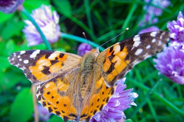 一美丽的棕色的巨大的蝴蝶是（be的三单形式演奏向指已提到的人紫色的花