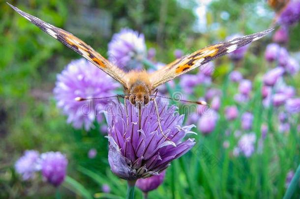 一美丽的棕色的巨大的蝴蝶是（be的三单形式演奏向指已提到的人紫色的花