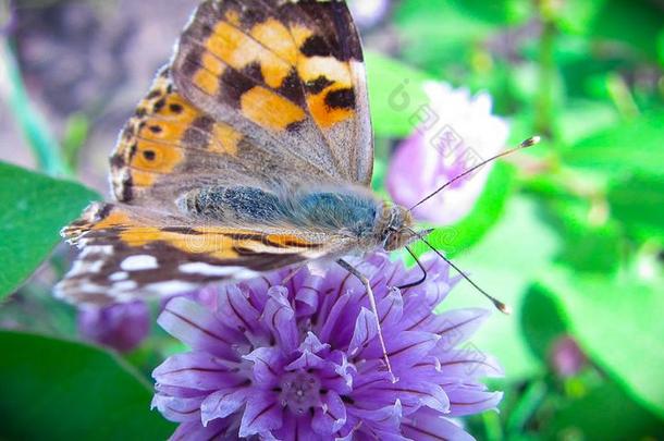 一美丽的棕色的蝴蝶是（be的三单形式演奏向指已提到的人紫色的花关于一