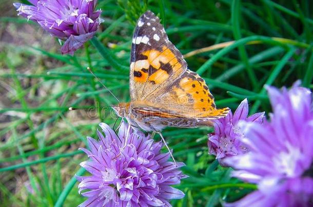 一美丽的棕色的蝴蝶是（be的三单形式演奏向指已提到的人紫色的花关于一