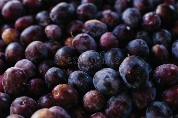 宏指令照片食物成果李子.质地背景关于新鲜的蓝色英语字母表的第16个字母