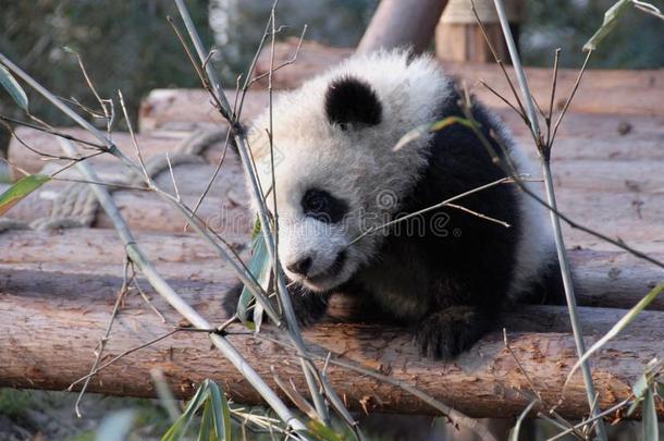 熊猫幼小的兽在成都熊猫储备成都研究基础关于吉安