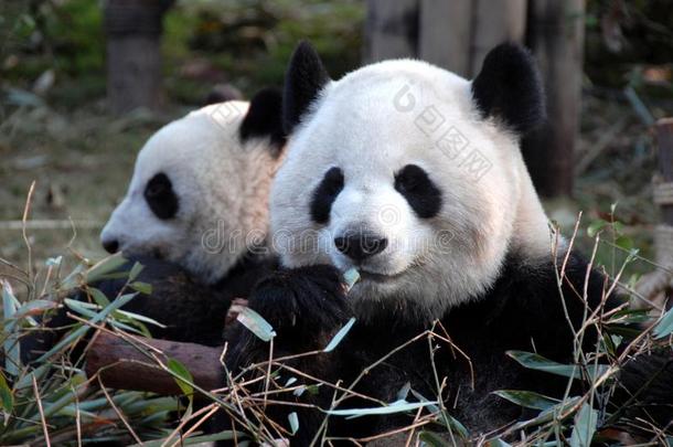 两个熊猫在<strong>成都</strong>熊猫储备<strong>成都</strong>研究基础关于grant-in-aid的拨款