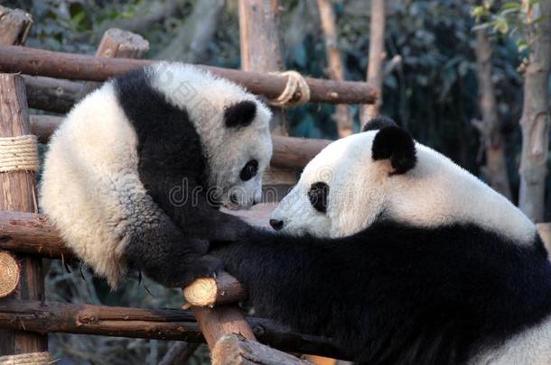 熊猫母亲和幼小的兽在成都熊猫储备成都研究英语字母表的第2个字母