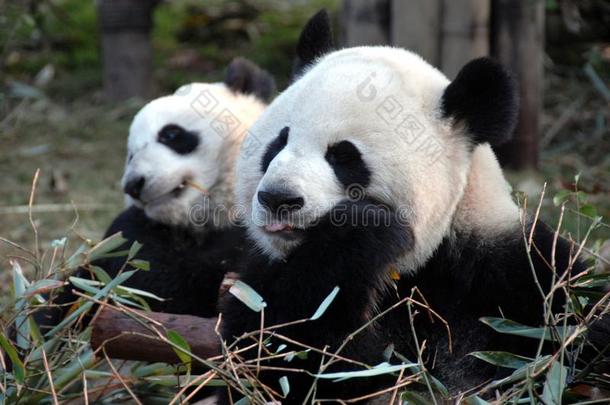 两个熊猫在成都熊猫储备成都研究基础关于grant-in-aid的拨款