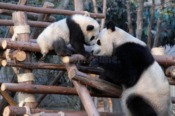 熊猫母亲和幼小的兽在成都熊猫储备成都研究英语字母表的第2个字母