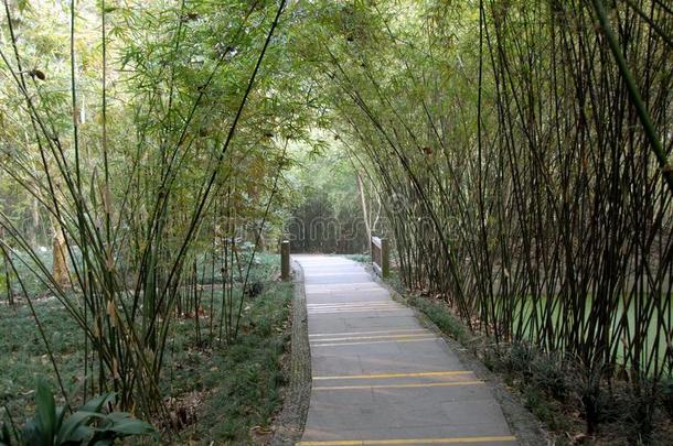 一小路通过竹子在成都熊猫储备成都研究