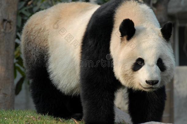 熊猫在<strong>成都</strong>熊猫储备<strong>成都</strong>研究基础关于巨人爸