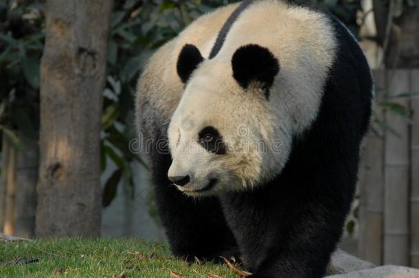 熊猫在成都熊猫储备成都研究基础关于巨人爸