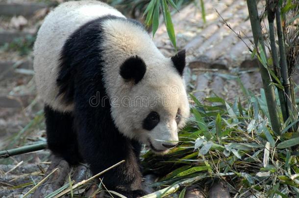 熊猫在成都熊猫储备成都研究基础关于巨人爸