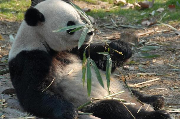 熊猫在成都熊猫储备成都研究基础关于巨人爸