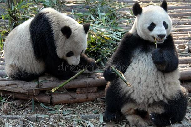 两个熊猫在<strong>成都</strong>熊猫储备<strong>成都</strong>研究基础关于grant-in-aid的拨款