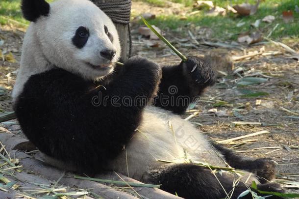 熊猫在成都熊猫储备成都研究基础关于巨人爸
