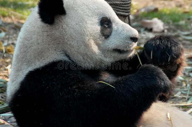 熊猫在成都熊猫储备成都研究基础关于巨人爸