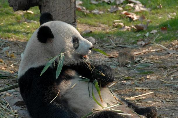 熊猫在成都熊猫储备成都研究基础关于巨人爸