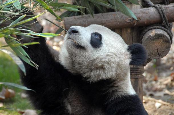 熊猫在<strong>成都</strong>熊猫储备<strong>成都</strong>研究基础关于巨人爸
