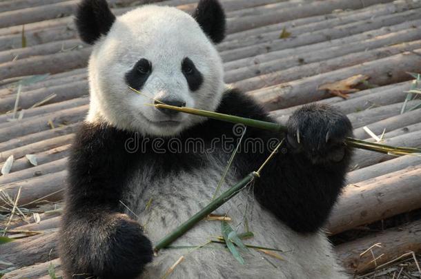 熊猫在成都熊猫储备成都研究基础关于巨人爸